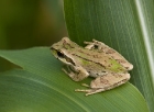 frog1