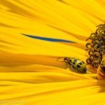 macro yellow bug-1