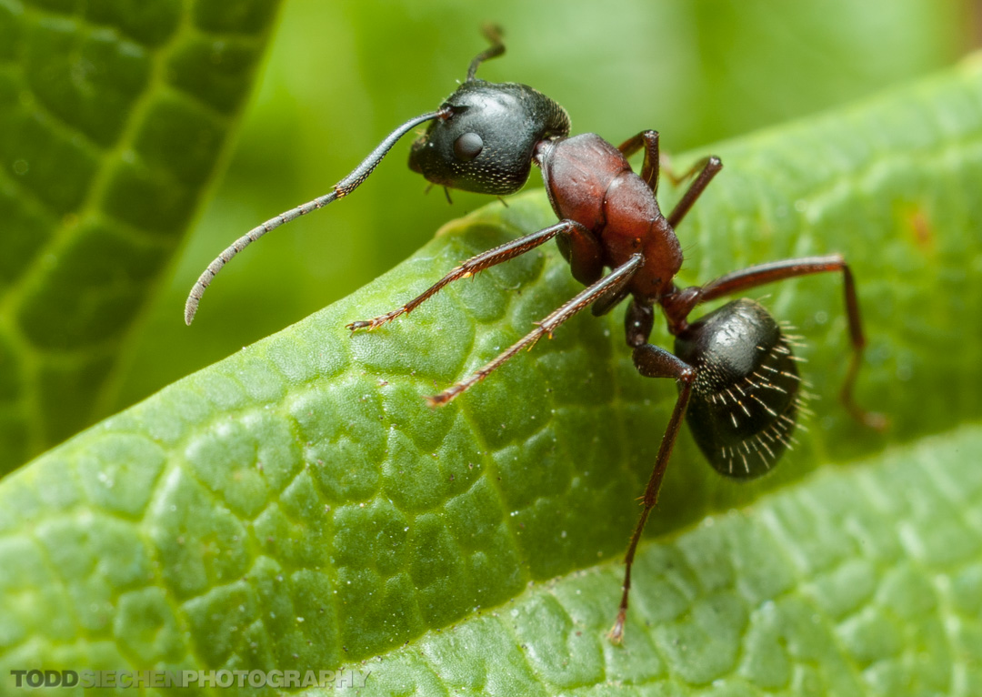 Картинки муравьев. Малый Лесной муравей. Муравей листорез Майер. Полевые муравьи. Волосистый Лесной муравей.